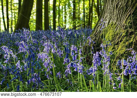 Blue Bells Flowers Around The Tree. Low View Perspective.