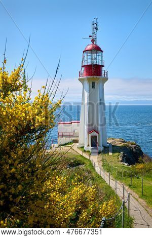Sheringham Point Lighthouse Vancouver Island Scotch Broom. Sheringham Point Lighthouse On Vancouver 