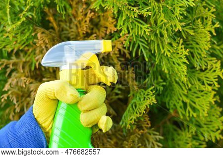 A Gardener Sprays A Tuya Bush With Yellow Needles From A Garden Spray. Pest Protection And Care Of C