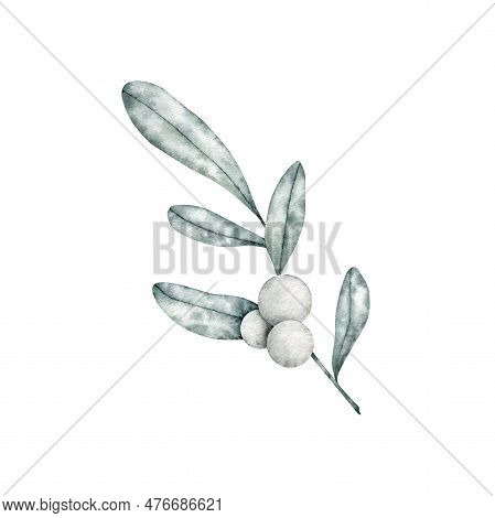 Symphoricarpos, Commonly Known As The Snowberry, Waxberry, Or Ghostberry. Deciduous Shrub With White