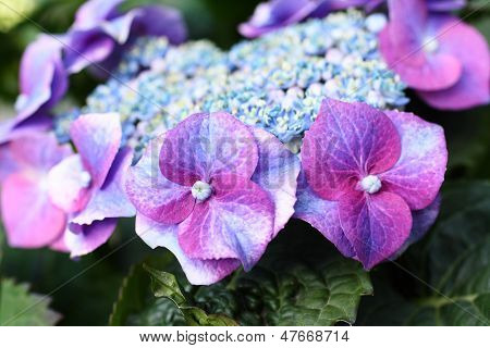 Blå Hydrangea