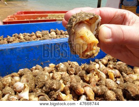 Whelk fresco alguém