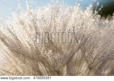 Tragopogon Pseudomajor. Big Dandelion With With Dew Drops On The Sky Background