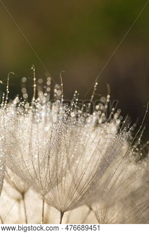 Tragopogon Pseudomajor. Big Dandelion With Dew Drops In The Background Light