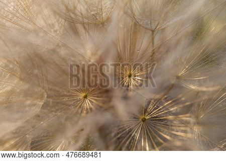 Tragopogon Pseudomajor. Umbrellas Of A Large Dandelion Close-up, Macro