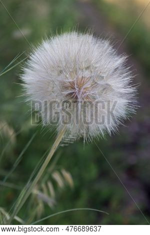 Tragopogon Pseudomajor. Big Fluffy Dandelion In Soft Light