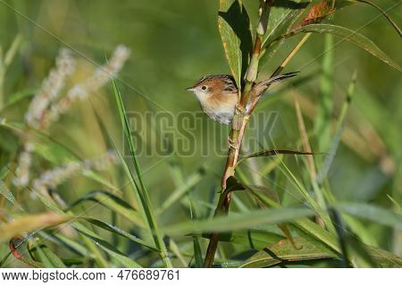 An Australian Non-breeding, Adult Male Golden-headed Cisticola -cisticola Exilis- Bird Perched On A 