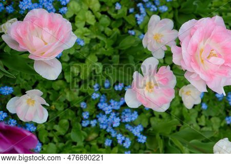 Pink Peony Flowered Double Tulip 'angelique' In Flower. Many Of 'angelique' Tulip In The Sunlight