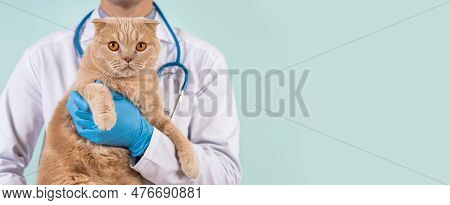 Veterinarian Doctor With Stethoscope Holding Cute Scottish Fold Cat In Hands In Veterinary Clinic On