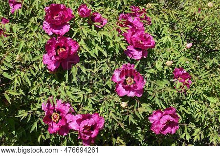 Shrub Of Magenta Colored Tree Peony In Full Bloom In April