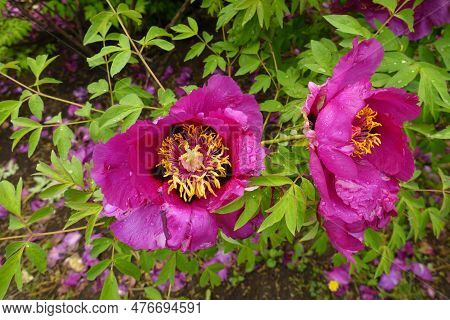 Two Magenta Colored Flowers Of Tree Peony In May