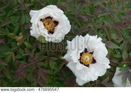 2 White Flowers Of Purple Leaved Tree Peonies In May