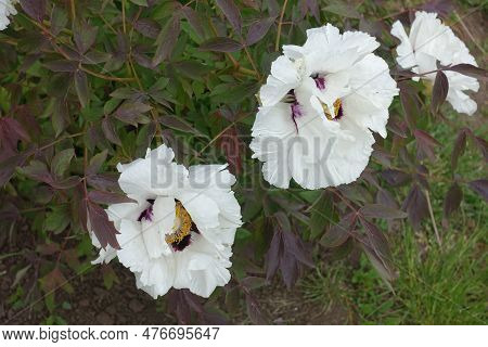 3 White Flowers Of Purple Leaved Tree Peonies In May