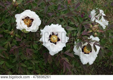 Four White Flowers Of Purple Leaved Tree Peonies In May