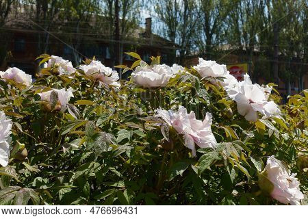 Multiple White Flowers In The Leafage Of Purple Leaved Tree Peonies In April