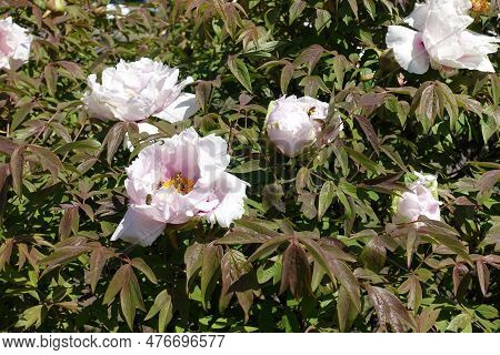 Pinkish White Flowers Of Purple Leaved Tree Peonies In April
