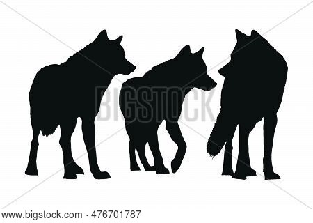 Wolves Walking In Different Positions, Silhouette Set Vector. Adult Wolf Silhouette Collection On A 