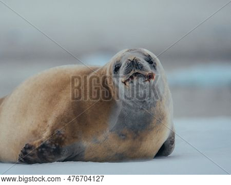 Crabeater Seal In Antarctica Abnd Arctic Greenland. Close Up Show Of Seal.