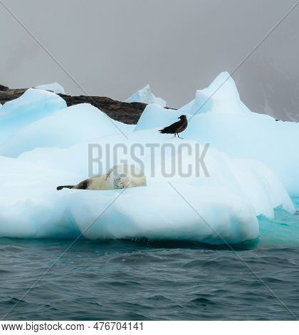 Weddel And Crabeater Seal On Ice Floe In Antarctica With Beautiful Light. Sleeping Predetar. Greenla