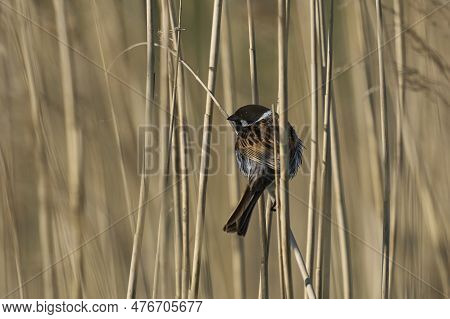 Male Reed Bunting (emberiza Schoeniclus) Perched On The Stem Of A Reed At The Ham Wall Nature Reserv