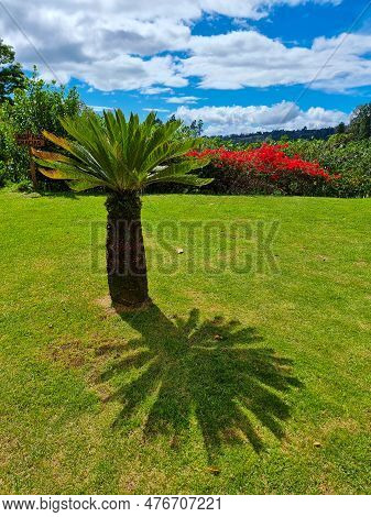 Panama, Boquete Hills, Dwarf Palm In A Garden
