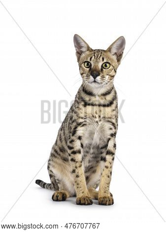 Beautiful F5 Savannah Cat Sitting Up Side Ways. Looking Curious Beside Camera. Isolated On A White B