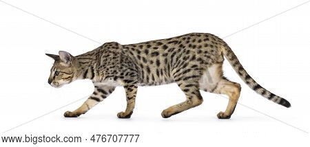 Beautiful F5 Savannah Cat Walking Side Ways. Looking Away From Camera Showing Profile. Isolated On A