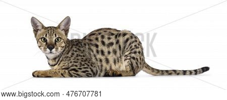 Beautiful F5 Savannah Cat Laying Down Side Ways. Looking Curious Straight At Camera. Isolated On A W
