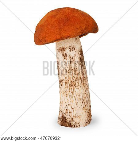 Brown Champignon Mushroom And Rosemary Leaves Intact, Eatable, Nobody, Mushrooms, Gourmet, And
