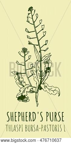 Drawings Shepherd's Purse . Hand Drawn Illustration. Latin Name Thlaspi Bursa-pastoris L.