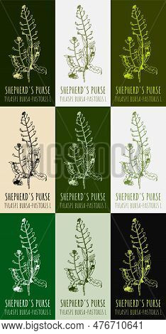 Set Of Drawing Of Shepherd's Purse In Various Colors. Hand Drawn Illustration. Latin Name Thlaspi Bu