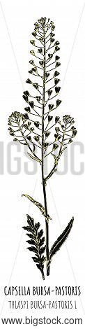 Drawings Capsella Bursa-pastoris. Hand Drawn Illustration. Latin Name Thlaspi Bursa-pastoris L.