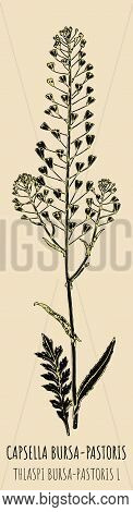 Drawings Capsella Bursa-pastoris. Hand Drawn Illustration. Latin Name Thlaspi Bursa-pastoris L.