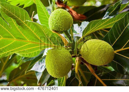 Big And Ripe Fruits On The Breadfruit Tree In Asia