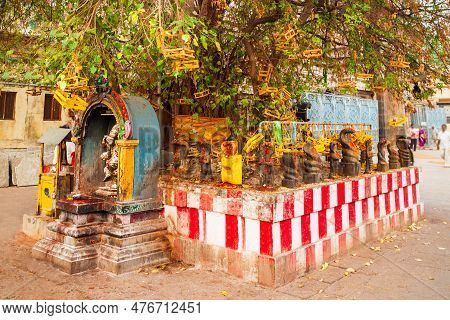 Holy Tree Near Image & Photo (Free Trial) | Bigstock