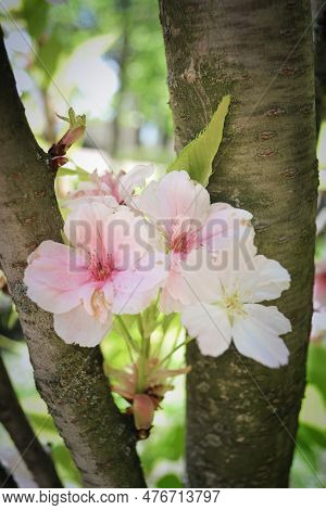 Beautiful Pink Sakura Flowers Between Two Branches