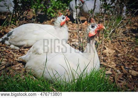 Several White Domestic Guinea Fowls Sit On The Grass