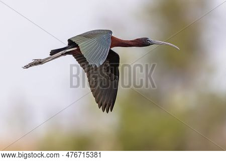 Glossy Ibis (plegadis Falcinellus) Flying In Habitat Of Ebro Delta Nature Reserve, Catalonia, Spain.