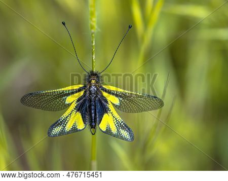 Owly Sulphur (libelloides Coccajus) Rare Insect Species Resting On Twig In Tuscany, Italy, April.