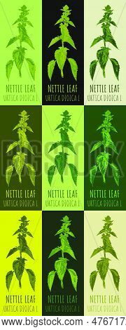 Set Of Vector Drawing Of Nettle Leaf  In Various Colors. Hand Drawn Illustration. Latin Name Urtica 