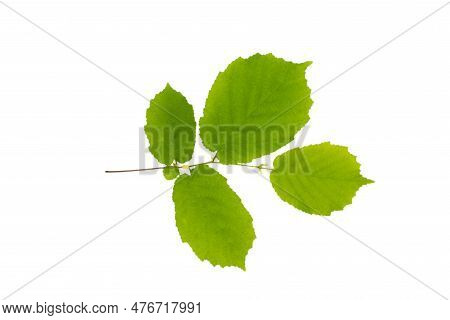 Hazelnut Nut Leaves Isolated On White Background. A Branch With Leaves Of Forest Hazel.