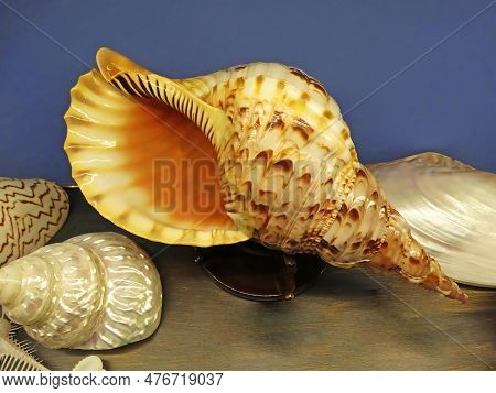 Empty Shell Of Sea Snail, Atlantic Triton Trumpet, Charonia Variegata From Sea