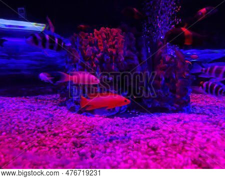 Magenta Dottyback Pictichromis Porphyrea Or Pseudochromis Porphyreus. Beautiful Red Fish In Blue Aqu