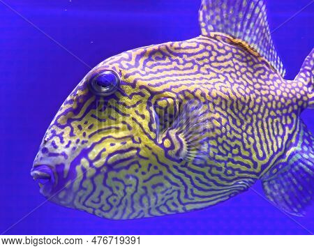 Pseudobalistes Fuscus, Common Names Blue Triggerfish Or Rippled Triggerfish, Yellow-spotted Triggerf
