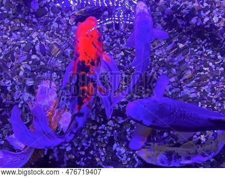 Multicolored Orange Red White Japanese Carps With Open Mouths In A Chinese Pond Begging For Food
