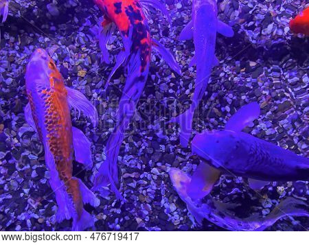 Multicolored Orange Red White Japanese Carps With Open Mouths In A Chinese Pond Begging For Food