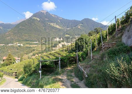 Panorama View Of Mountain Mutspitze, Vineyards And Tyrol Castle In Tirol, South Tyrol, Italy