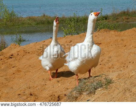 Two Geese In Attacking Mode. They Are Living Free In A Little Lake