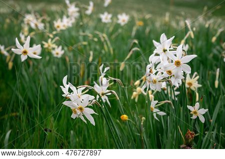 Narcissus Poeticus In Switzerland. Wild White Narcissus Blooming. Poet's Daffodil. Poet's Narcissus.