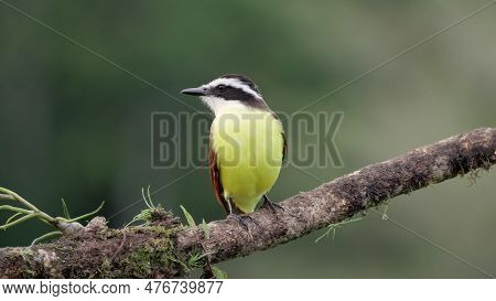Front View Of A Great Kiskadee Perching On A Branch